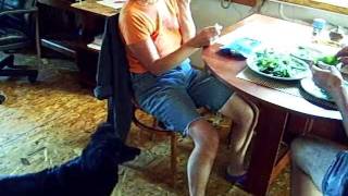 Собаки едят траву а сыроеды им помогают :-) Собаки едят траву а сыроеды им помогают :-)