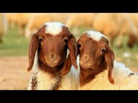 موعد جرعة طارد الديدان للغنم وطريقة استعماله