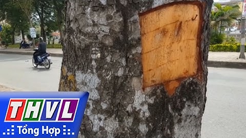 THVL | Người đưa tin 24G: Hàng chục cây xà cừ bị khoét hình chữ nhật tại Hà Nội