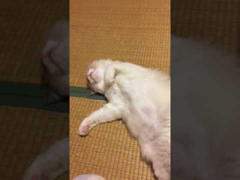 吉岡寿美子ブリーダーからお迎えしたラグドール：パールちゃん