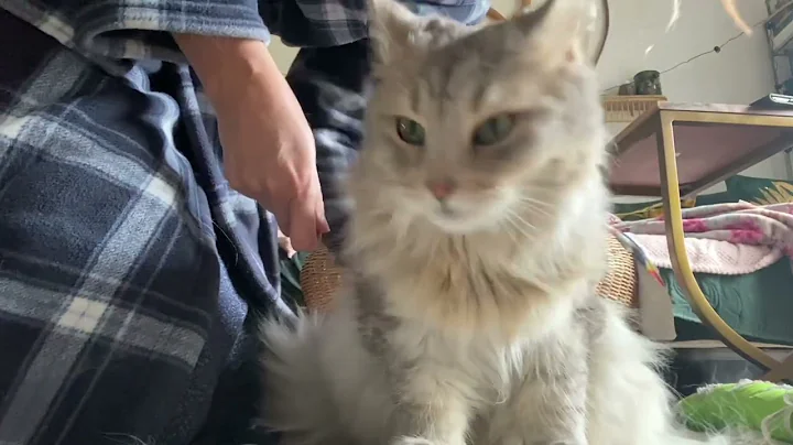 Video 4981501: siberian forest cat, long hair cat, cat hair brush