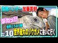 【世界一巨大リクガメ】生物ハンター加藤英明が絶景島で出会ったレアどうぶつ200歳長寿ゾウガメ【ゆっくり写真旅・いきもの・爬虫類・アルダブラゾウガメWorld animal channel,Japan】