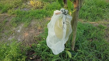 CÁCH CHỌN BÔNG CÁI VÀ LOẠI BỎ BÔNG ĐỰC TRÊN CÂY MÍT RUỘT ĐỎ