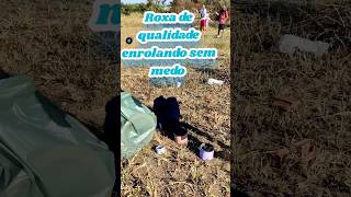 Download Lagu Feliz com aquela roxa áspera top #shorts MP3