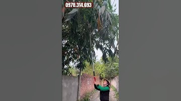 Kéo cắt cành giữ quả trên cao giá cực rẻ.lh 0978.314.693