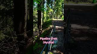 Hidden Forest Walk in Ayubia 😍 | Pipeline Track #shorts