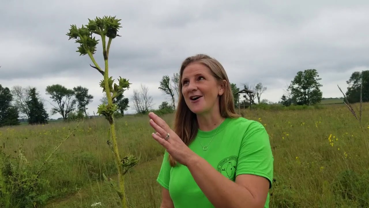 Tallgrass Prairie in Illinois