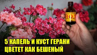 Лучшие Подкормки Для Цветения Герани / Простые и действенные Средства для Пеларгонии!