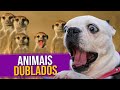 Animais Dublados Episódio 15