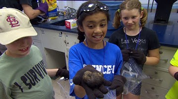 Can you make a comet?