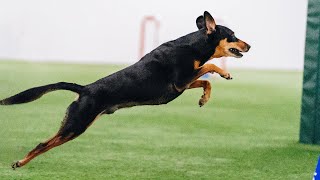 Adorable Rescue Dog Steals Hearts At Westminster Dog Show