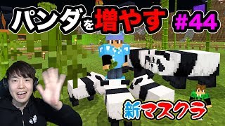 【新マスクラ】パンダを増やすためにもう１頭探しに行くぞ ！#44【マスオのマインクラフト】