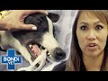 Too Slow To Race Rescue Greyhound Needs Risky Surgery To Be Adopted | Bondi Vet Clips | Bondi Vet
