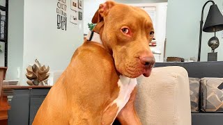 This Pitbull Is The Ultimate Drama Queen His Acts Will Have You Laughing Nonstop Tails & Hugs