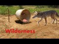 Amazing Quick Creative DIY Wild Dog Trap Using Bucket & Wood That Works 100% by Smart Boy