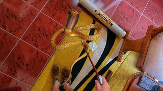 Deadly Golden Cobra in Their Home!
