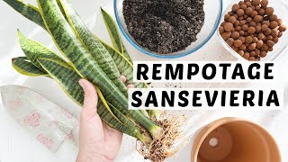 COMMENT REMPOTER UNE SANSEVIERIA | TUTO REMPOTAGE DE PLANTE D'INTÉRIEUR 🌿