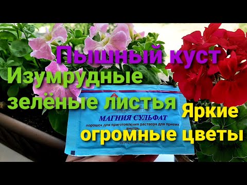 🌷🌷🌷Подкормите ЭТИМ ваши