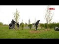 У Михайлівці-Рубежівці висадили липи в пам’ять про загиблих героїв