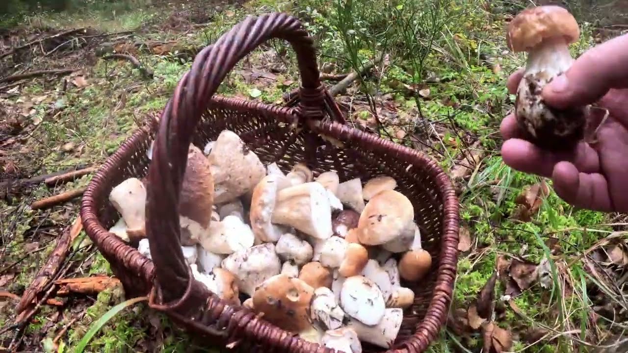 Borowiki świętokrzyskie nie zawiodły :) Wspaniałe grzybobranie. Zapraszam do oglądania . Grzyby 2025