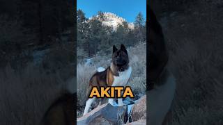 Unveiling the Majestic American Akita: A Comprehensive Breed Guide #dog #shorts #dogs