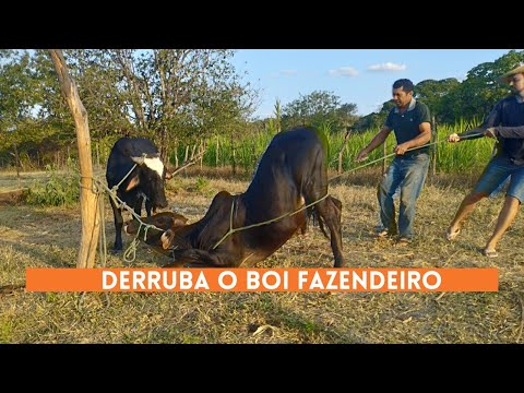 COMO VACINAR O GADO AQUI NO SERTÃO NORDESTINO