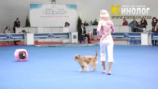 Dog dancing show 'Eurasia  2012 / Russia / Moscow'. Freestyle. by KinologVideo 3,184 views 12 years ago 4 minutes, 40 seconds