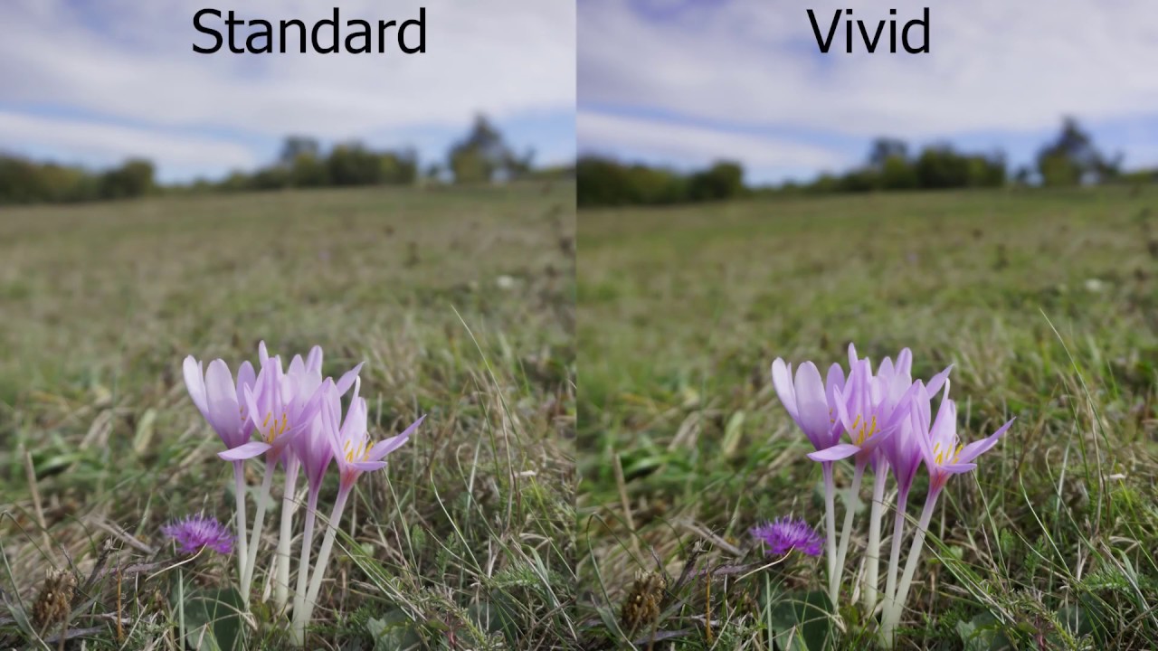 Sony A6000 Standar Vs Vivid Image YouTube color-chart-meaning-infoupdate