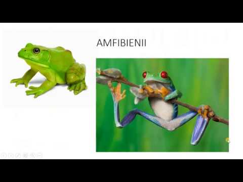 Amfibieni si reptile