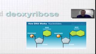 Chapter 12A Part 2 - Nucleotide Structure