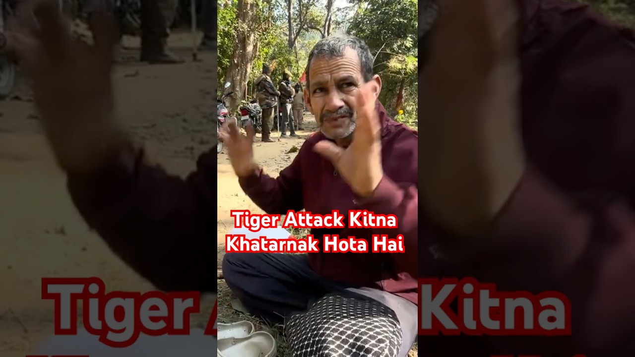 Tiger Attack Kitna Khatarnak Hota Hai 