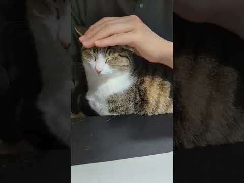 猫ナデナデ - My cat feel so good - #Shorts