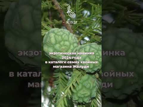 Самый необычный кипарис