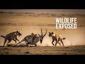 African Wild Dogs Hunt Gazelle: Heart-Stopping Chase and Fight for Survival