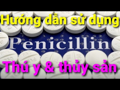 Tác Dụng Của Penicillin - Hướng dẫn sử dụng kháng sinh Penicillin trong thú y và thủy sản hiệu quả nhất
