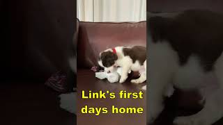 Spoiled Springer Spaniel Puppy First Days Home #springerspaniel #shortsviral #puppy #dog