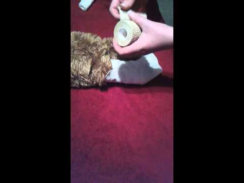 Pet First Aid,
