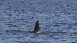 Sound Waves: Listening to Orcas  QUEST Northwest