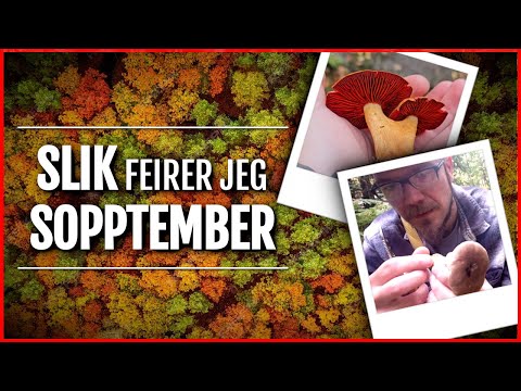 Video: Vet du hvor mye sopp vokser?