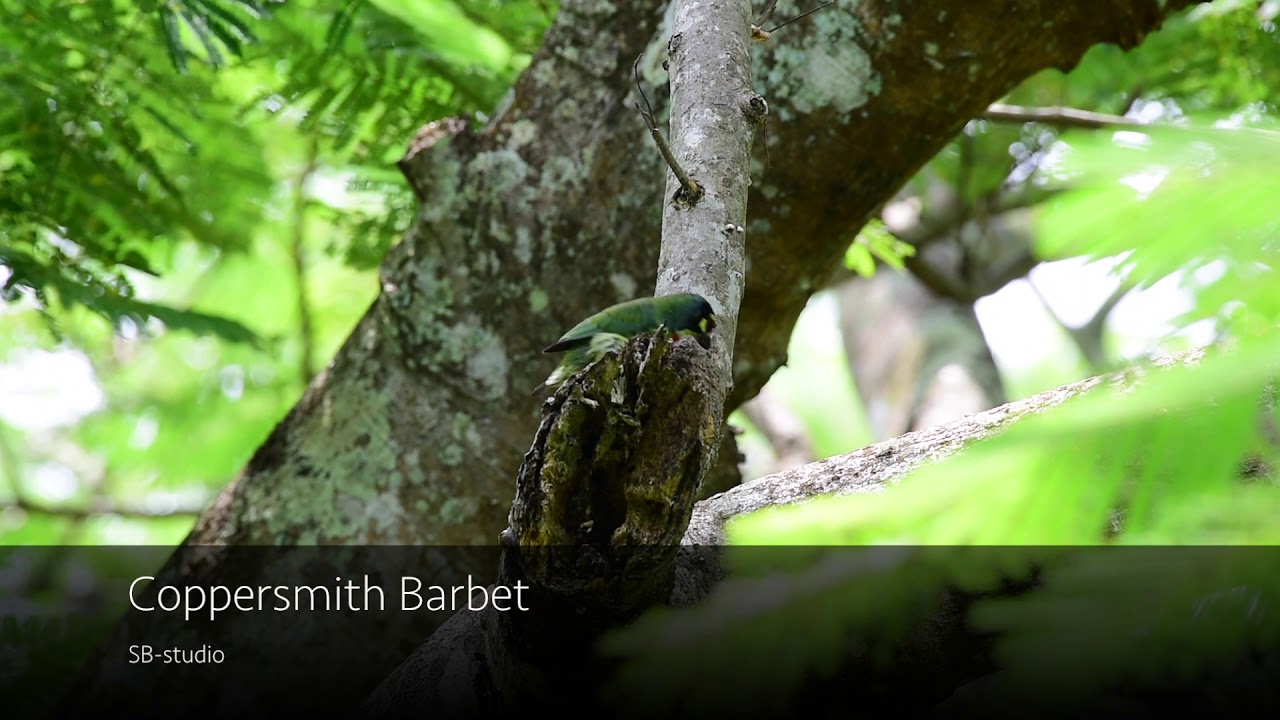 Coppersmith barbet 