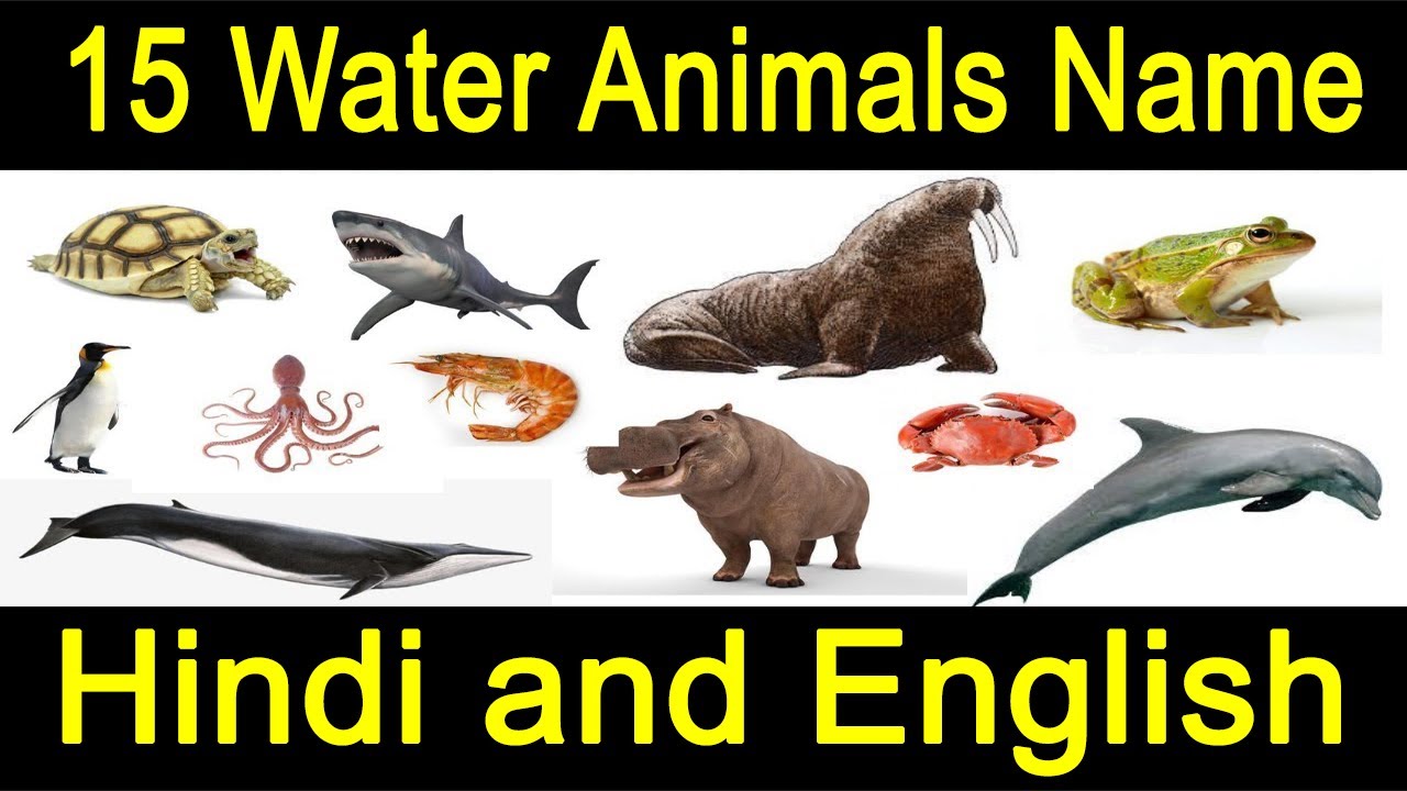 15 Water Animals Name in Hindi and English With Pictures | पानी में रहने  वाले जानवरों के नाम - YouTube