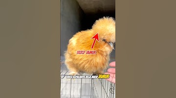 Ayam Hias Paling Cantik #hewanunik #ayamhias #shorts
