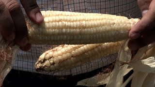 Semillas híbridas mejorarán la producción del maíz en la siembra de primera