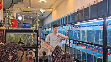 6-12 lên lô cá la hán kamfa f2 giá rẽ sập sàn cho anh em trãi nghiệm tập chơi, cá sung khỏe cực luôn