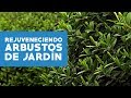 Â¿CoÌmo rejuvenecer arbustos?