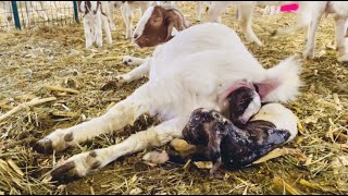 LIVE Births! First Dapple Goat Born! Kidding Season 2023 Continues! Ft. Goat try's birth into gate