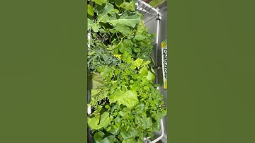 Unexpected Plants