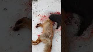 Охота На Лису С Ягдтерьером