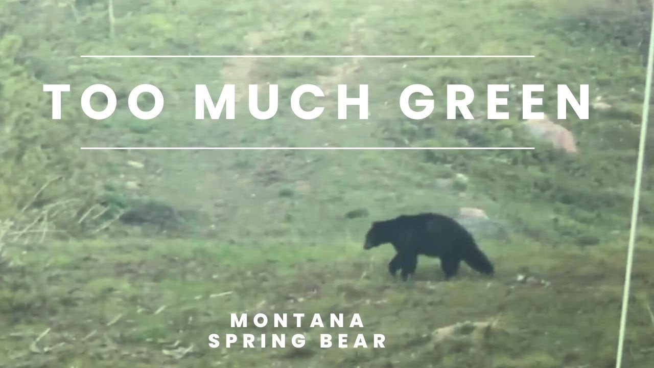 TOO MUCH GREEN Montana Spring Bear Hunt YouTube too-much-green-montana-spring-bear-hunt-youtube