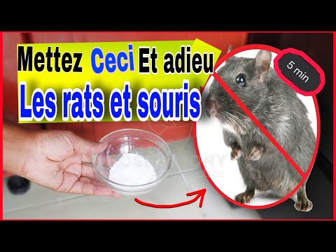 👉COMMENT DEBARRASSER LES RATS ET LES SOURIS DE VOTRE MAISON facilement (AGIT EN 5 MINUTES)